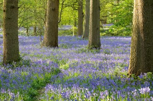 Bluebell Digital Photography Course