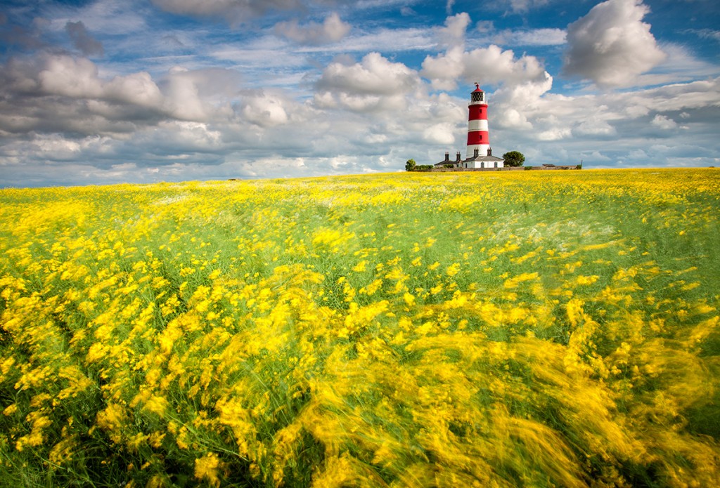 Happisburgh Lighthouse and a field of Oil Seed Rape