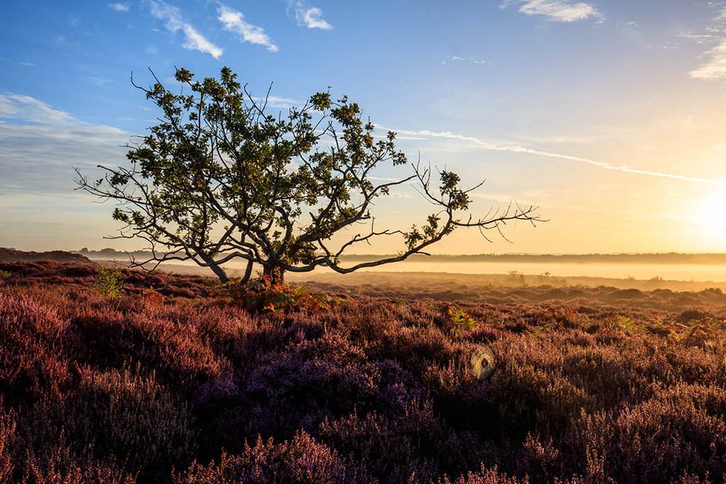 Roydon Common  in Norfolk 