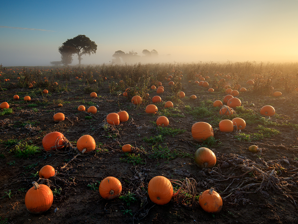 Pumkin field on a misty morning at sunrise, Norfolk