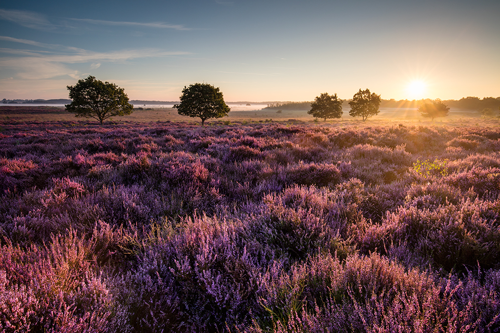 Heather at Roydon Common in Norfolk at sunrise