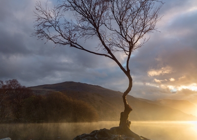 The lone tree at dawn on Llyn Padarn