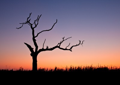 Dead tree at sunset in the Norfolk Countryside