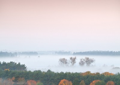 Thetford Forest on a misty Autumn morning