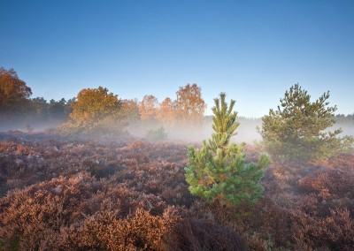 Thetford Forest on a misty Autumn morning