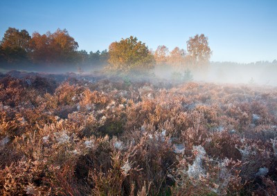 Thetford Forest on a misty Autumn morning