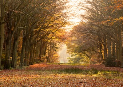 Autumn at Felbrigg in the Norfolk Countryside