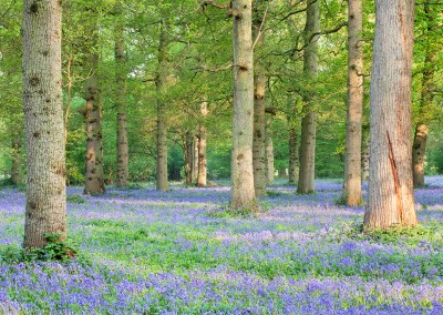 Bluebell Woodland near Blickling in Norfolk