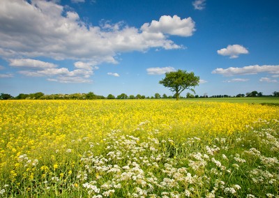 Oil Seed rape field near Dilham in the Norfolk Countryside