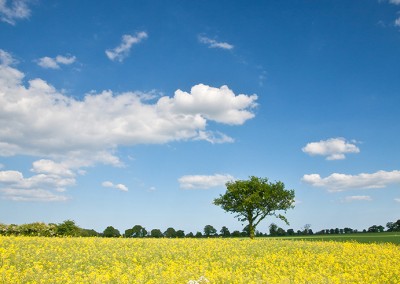 Oil Seed rape field near Dilham in the Norfolk Countryside