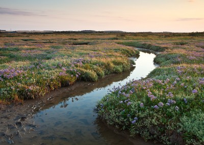 Salt marsh and sea lavender at Morston on the North Norfolk Coast