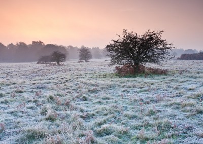 Sunrise over Brettenham Heath on a cold frosty morning on the edge of Thetford Forest, Norfolk