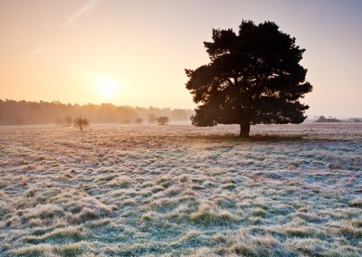 Sunrise over Brettenham Heath on a cold frosty morning on the edge of Thetford Forest, Norfolk