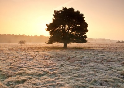 Sunrise over Brettenham Heath on a cold frosty morning on the edge of Thetford Forest, Norfolk