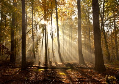 Sunrise at Rishbeth Woods in Thetford Forest, Norfolk