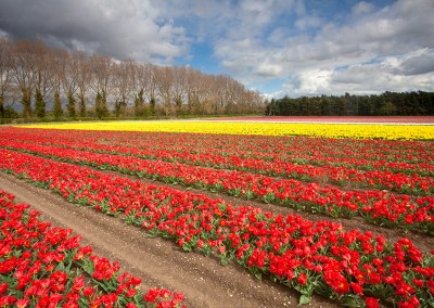 Tulip fields at Narborough near Swaffham in the Norfolk Countryside