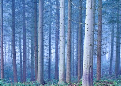 Bacton Woods on a misty morning