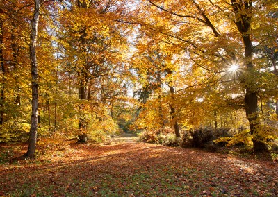 Autumn colour at Bacton Woods