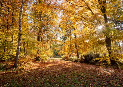 Autumn colour at Bacton Woods