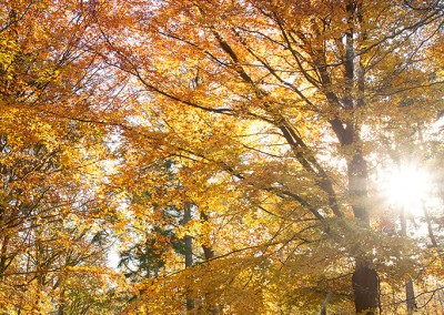 Autumn colour at Bacton Woods