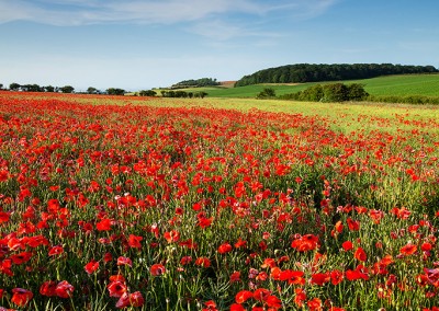 Summer poppy field just outside Burnham Market, North Norfolk