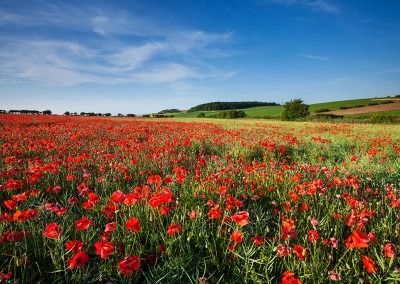 Summer poppy field just outside Burnham Market, North Norfolk