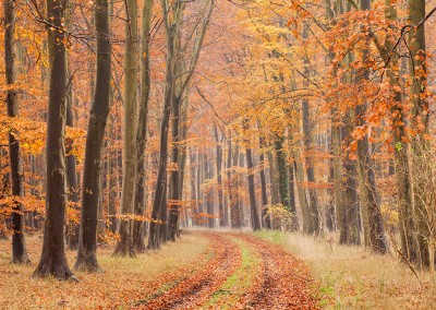 Autumn colours at Thetford Forest