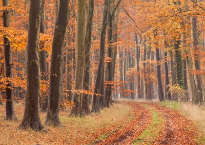 Autumn colours at Thetford Forest