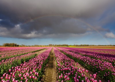 Tulip field at East Winch in the Norfolk Countryside