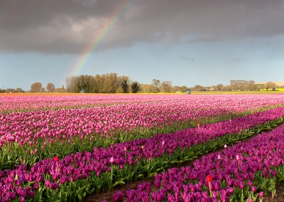 Tulip field at East Winch in the Norfolk Countryside