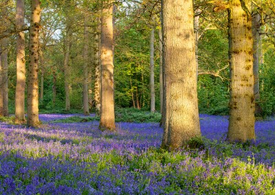 Spring Bluebells at Blickling Wood in Norfolk