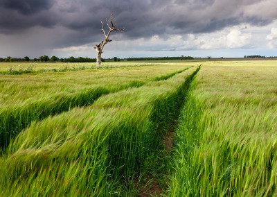 Dead tree and barley field in the Norfolk Countryside, UK