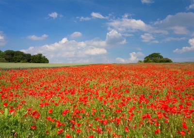 Poppy field at Castle Acre