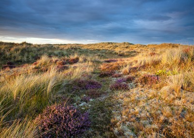 Summer heather in bloom on the sand dunes at Winterton on the Norfolk Coast