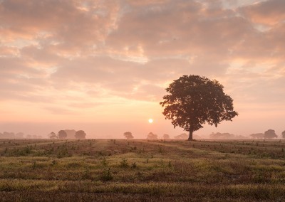 Tree at dawn on a misty morning