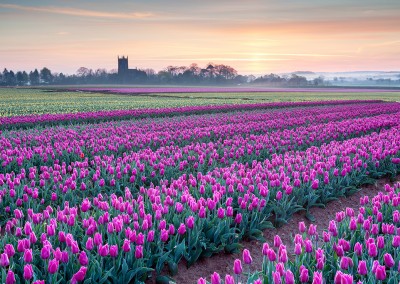 Tulip field at East Winch captured at dawn