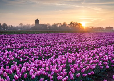 A tulip field in the Norfolk Countryside at dawn at with East Winch church in the distance.