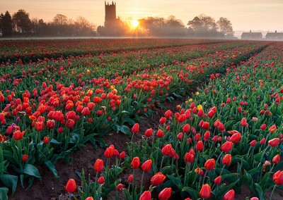 Sunrise over a tulip field in the Norfolk Countryside