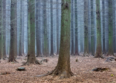 Bacton Woods