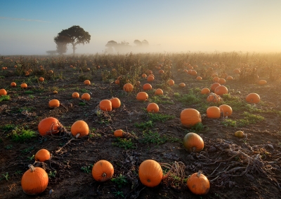 Pumpkin Field Norfolk