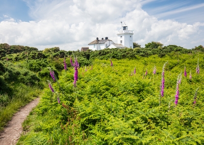 Comer Lighthouse & Foxgloves