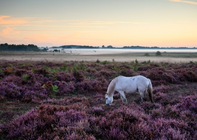 Roydon Common