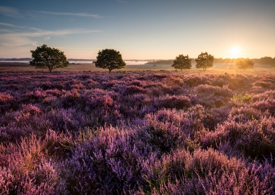 Roydon Common Heather