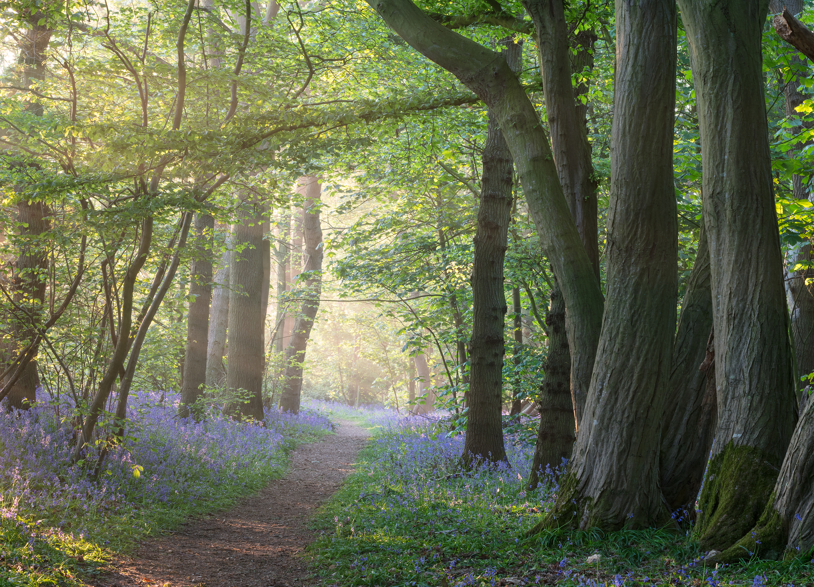 Bluebell Photography Workshop