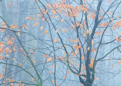 Autumn Colours on a foggy day at the Lions Mouth, Felbrigg