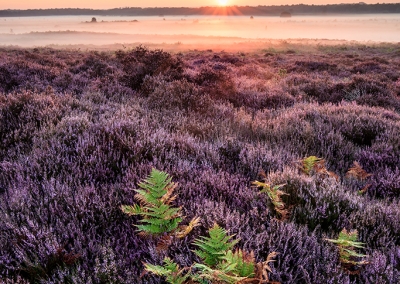 Roydon common and heather at sunrise in Norfolk