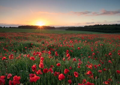 Poppy fields near Great Massingahm