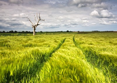 Dead tree & Barley field photographed during a storm in the Norfolk countryside.