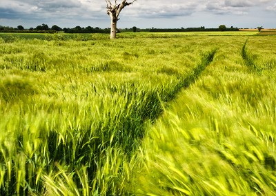 Dead tree & Barley field photographed during a storm in the Norfolk countryside.