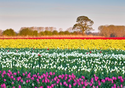 Tulip fields at Narborough near Swaffham in the Norfolk Countryside